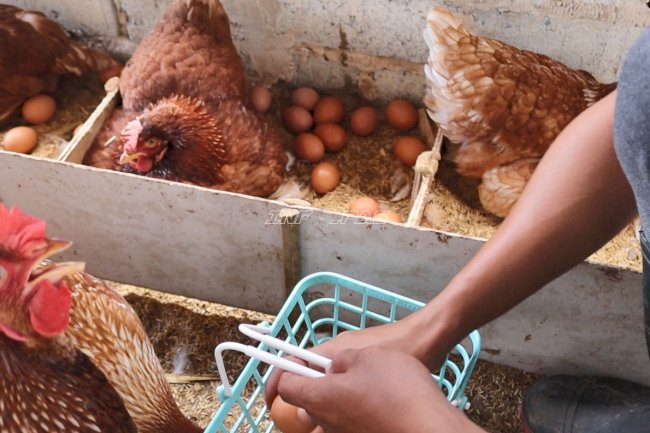 Panen 171 Butir Telur, Peternakan Ayam Layer Lapas Batulicin Kian Produktif