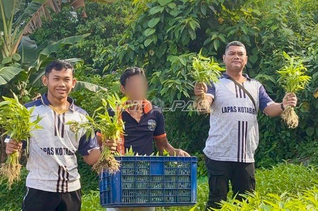 Lahan Terbatas Tak Halangi Produktivitas, Warga Binaan Lapas Kotabaru Panen 22 Kg Kangkung