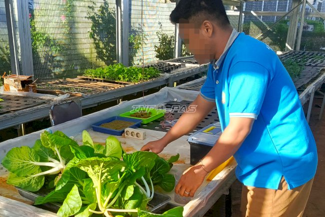 Pakcoy Hidroponik Lapas Batulicin Tumbuhkan Kemandirian dan Dukung Ketahanan Pangan