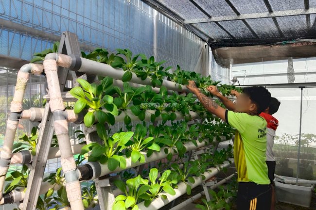 Ubah Ruang Terbatas Jadi Produktif, Anak Binaan LPKA Pangkalpinang Kelola Kebun Hidroponik Pakcoy