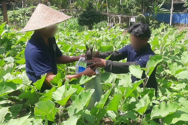 Berkelanjutan dan Produktif, Lapas Tabanan Kembali Panen Terung