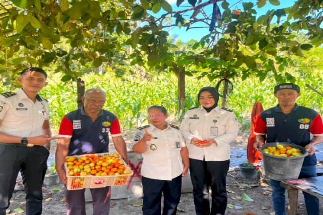 Kebun Produktif Lapas Wahai Berbuah Hasil, Warga Binaan Sukses Panen 50 Kg Tomat