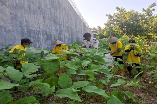 Pembinaan Produktif, Lapas Parigi Panen 70 Kg Terung dan 65 Ikat Kangkung