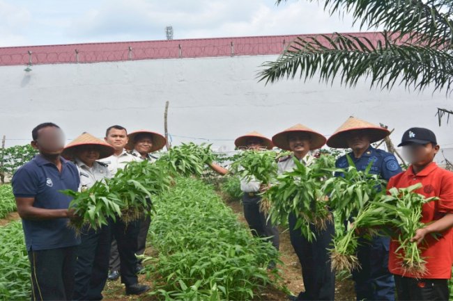 Lapas Muara Tebo Panen Kangkung Hasil Pembinaan Kemandirian Warga Binaan