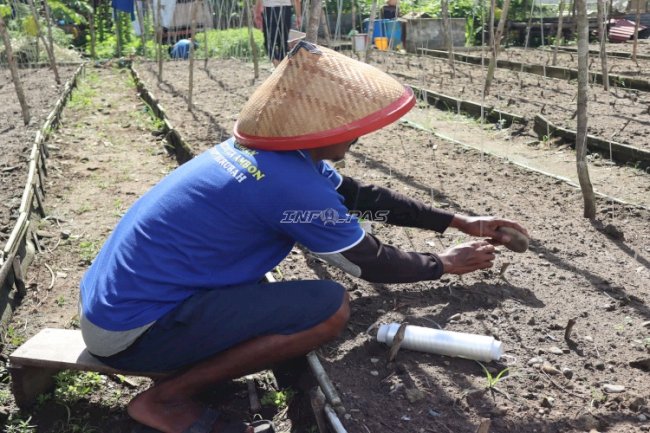 Pascapanen Kacang Panjang, Warga Binaan Lapas Ambon Siapkan Siklus Tanam Berikutnya 