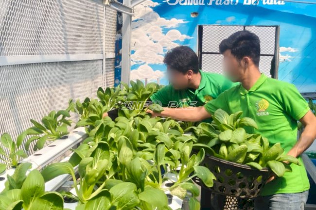 Lapas Narkotika Pangkalpinang Optimalkan Pembinaan Kemandirian melalui Budidaya Pakcoy