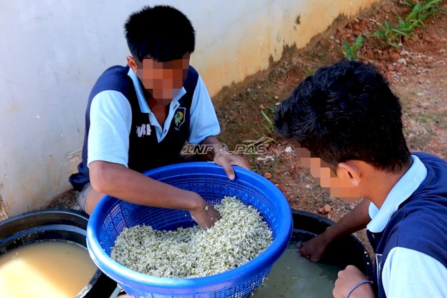 Pembinaan Produktif, Warga Binaan Lapas Batulicin Hasilkan 16 Kilogram Tauge