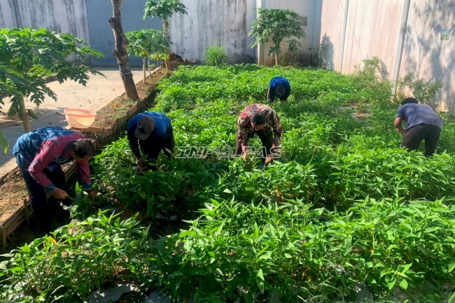Panen 20 Kilogram Kangkung, Lapas Tanjung Asah Keterampilan Warga Binaan