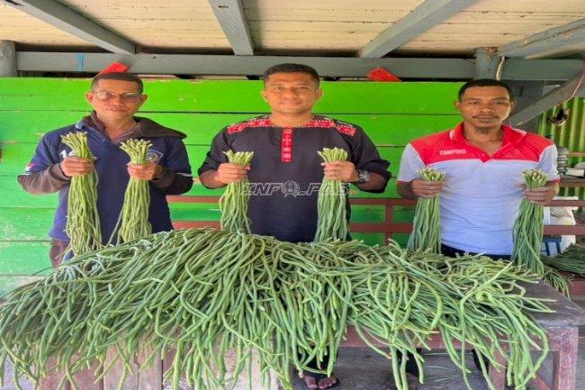 Pembinaan Produktif, Lapas Piru Panen 60 Ikat Kacang Panjang
