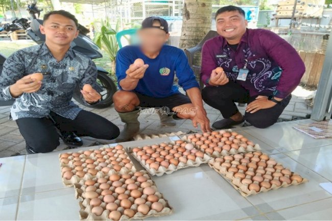 Produksi Telur Ayam Petelur Semi Umbaran di SAE 1 Lapas Banjarmasin Capai 190 Butir Sepekan