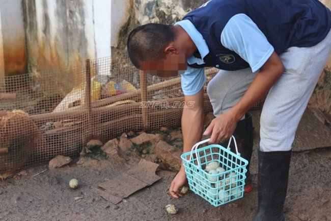 Produktivitas Terus Bertumbuh, Bebek Petelur Lapas Batulicin Hasilkan 38 Telur Per Hari