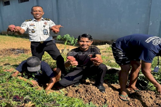 Panen 15 Kg Ubi Jalar, Bukti Keberhasilan Pembinaan Kemandirian di Lapas Narkotika Karang Intan