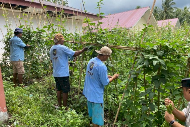 Semakin Produktif, Lapas Tahuna Panen 300 Ikat Kacang Panjang