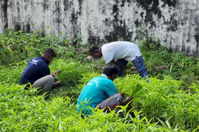 Warga Binaan Lapas Tual Panen 21 Kilogram Kangkung dari Lahan Asimilasi