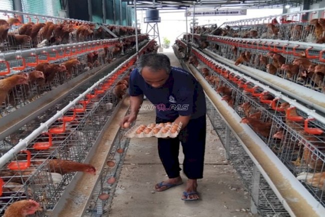 Dukungan Ketahanan Pangan, Warga Binaan Lapas Kelas I Cipinang Hasilkan Ratusan Telur Ayam dari Kandang Asimilasi