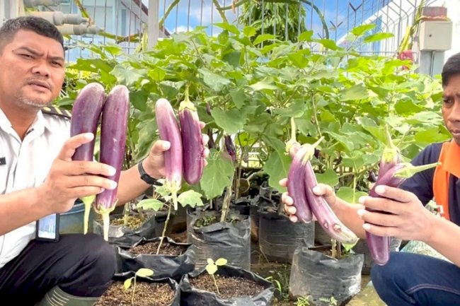 Warga Binaan Lapas Kotabaru Petik Pelajaran dari Budidaya Terung
