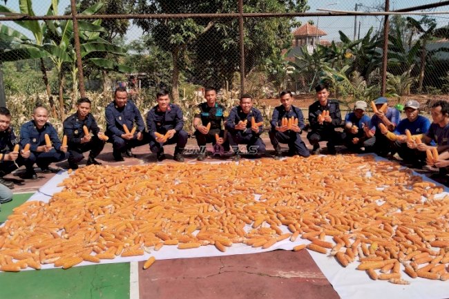 Dukung Ketahanan Pangan, Lapas Batang Panen Raya Jagung di Lahan SAE