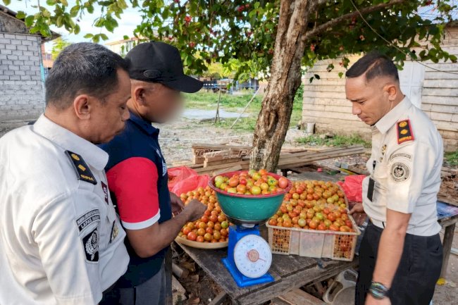 Panen 120 Kg Tomat, Warga Binaan Lapas Wahai Pasok Pasar hingga Sorong