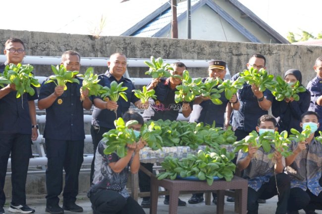 Panen Pakcoy Ketiga di SAE, LPKA Martapura Petik Hasil Pembinaan dan Optimalkan Ketahanan Pangan