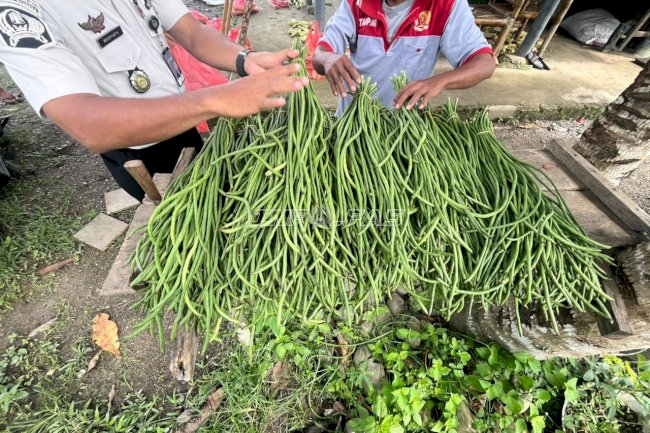 Panen Kedua dalam Sepekan, Lapas Piru Hasilkan 51 Ikat Kacang Panjang
