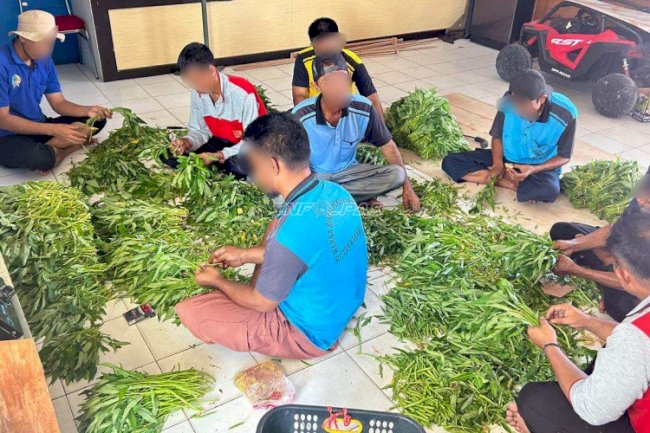 Optimalkan Lahan Sempit, Rutan Marabahan Panen 50 Ikat Kangkung
