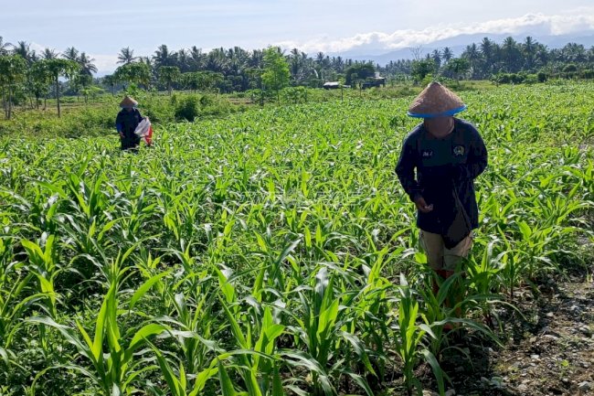 Dukung Ketahanan Pangan, Warga Binaan Lapas Perempuan Palu Intensif Rawat Tanaman Jagung