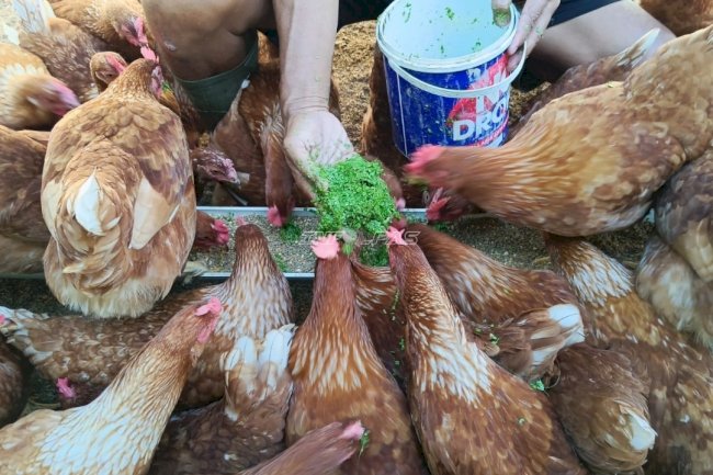 Lapas Banjarmasin Latih Warga Binaan Manfaatkan Azolla sebagai Pakan Tambahan Ayam Petelur