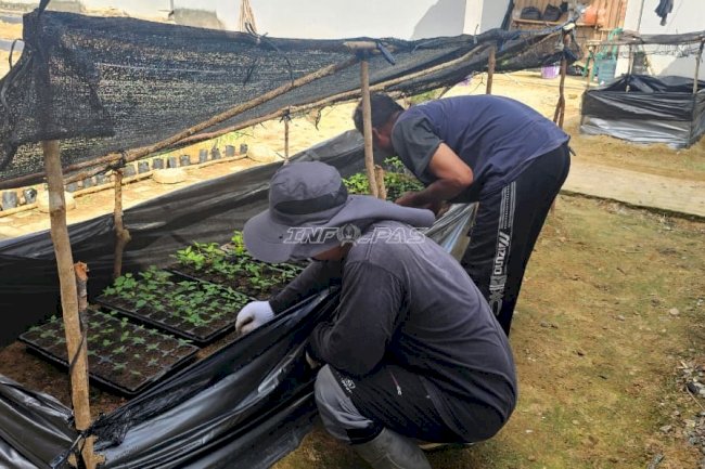 Lapas Pangkalpinang Kembangkan Agroedupark melalui Pembibitan Hortikultura