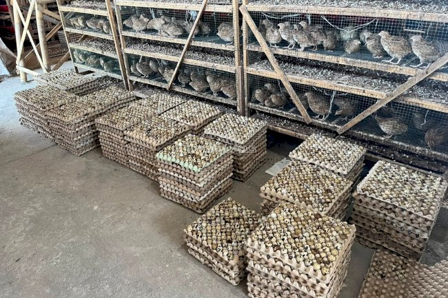 Lapas Terbuka Kendal Pasarkan 200 Kilogram Telur Puyuh Hasil Budidaya Warga Binaan