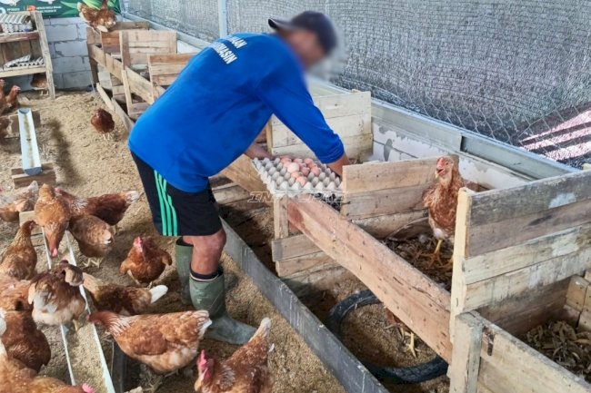 Panen 168 Butir Telur, Warga Binaan Lapas Banjarmasin Petik Hasil Pembinaan Peternakan