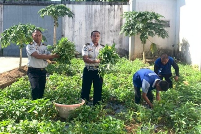Panen 18 Kilogram Kangkung, Lapas Tanjung Perkuat Pembinaan Pertanian Warga Binaan