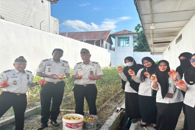 Rutan Majene Panen 30 Kilogram Tomat di Area Branggang