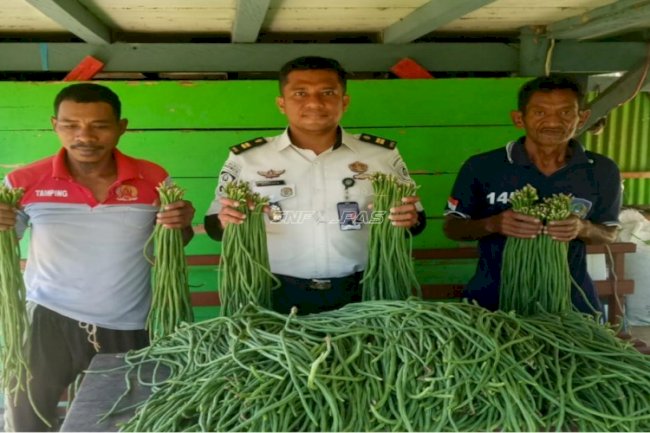 Panen 75 Ikat Kacang Panjang, Lapas Piru Perkuat Pembinaan Kemandirian Warga Binaan