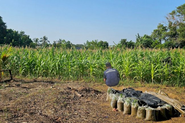 Warga Binaan Lapas Pangkalpinang Sukses Budidayakan Jagung dengan Kompos Fly Ash