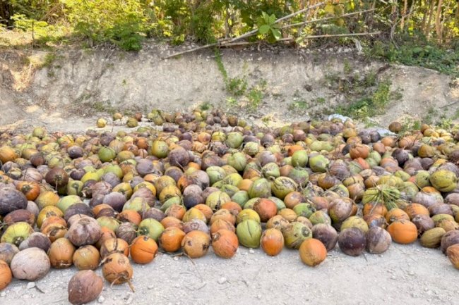 Rutan Majene Panen 2.130 Kelapa di Lahan SAE, Wujud Nyata Dukung Ketahanan Pangan