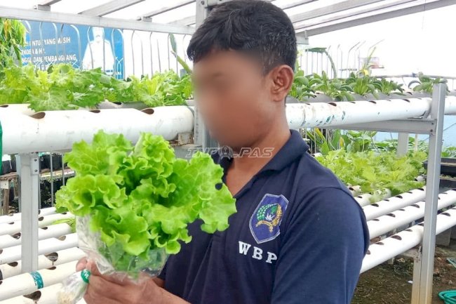 Selada Hidroponik Warga Binaan Lapas Kotabaru Kian Diminati Pasar