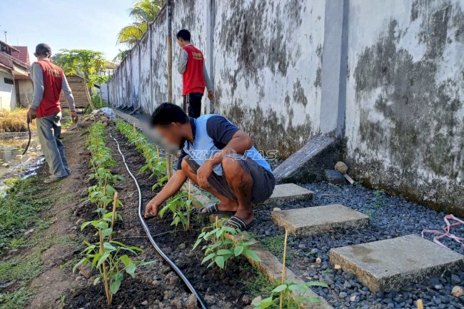 Jaga Produktivitas Lahan, Rutan Marabahan Terapkan Rotasi Tanaman