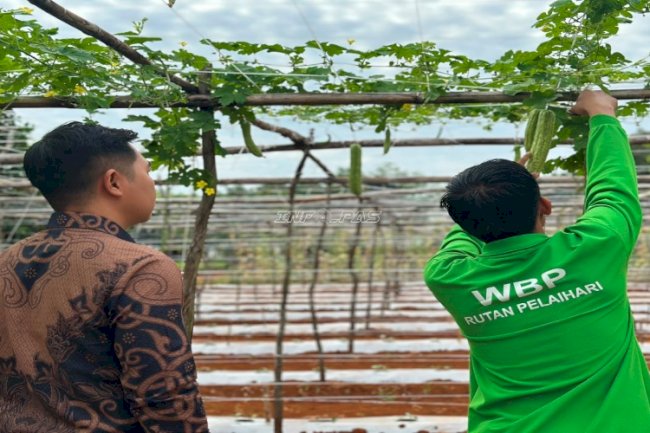 Kebun SAE Rutan Pelaihari Panen 27 Kg Pare, Bukti Pembinaan Berorientasi Kemandirian