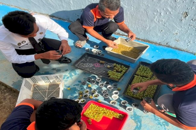 Hijaukan Area Hunian, Warga Binaan Lapas Kotabaru Semai Benih Pakcoy Hidroponik
