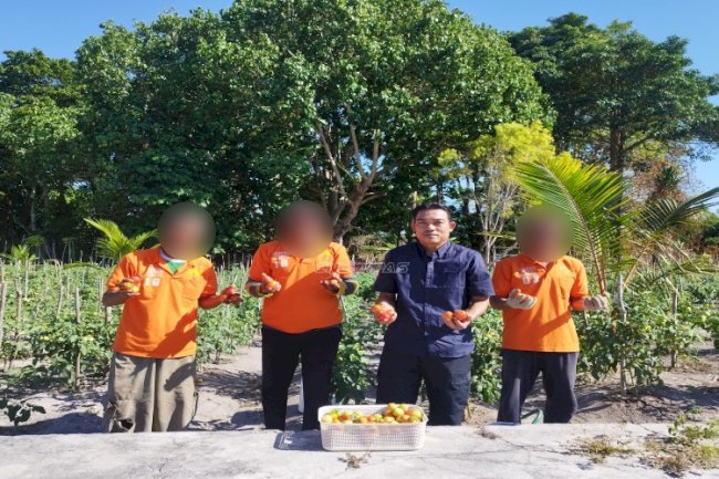 Budidaya Berhasil, Lapas Namlea Panen 65 Kg Tomat