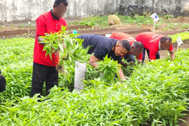 Lahan Asimilasi Produktif, Lapas Tual Sukses Panen 26 Kilogram Kangkung Segar