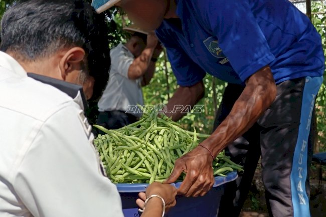 Dukung Ketahanan Pangan, SAE Rutan SoE Panen 30 Kilogram Buncis