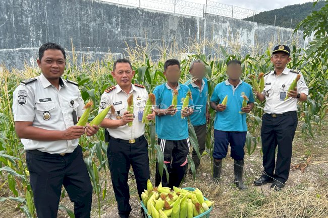 Warga Binaan Lapas Luwuk Panen Perdana 50 Kilogram Jagung