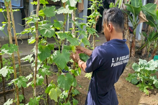 Mentimun Giok Jadi Komoditas Baru Pembinaan Kemandirian Lapas Pangkalpinang