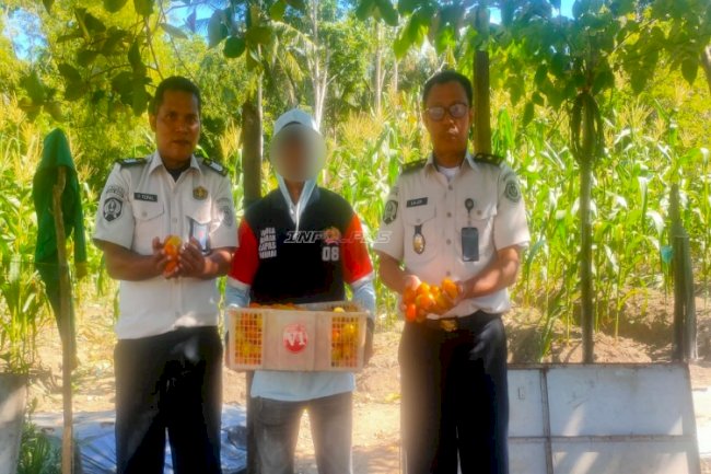 Dukung Ketahanan Pangan, Lapas Wahai Kembali Panen Tomat Hasil Pembinaan Kemandirian