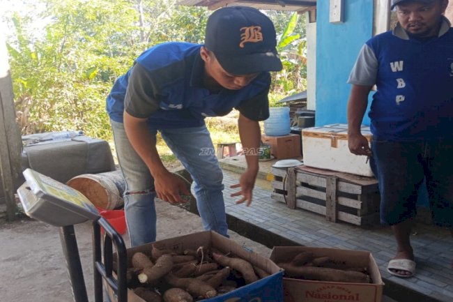 Panen 11 Kg Singkong, Bukti Sukses Pembinaan Kemandirian Warga Binaan Lapas Tanjung