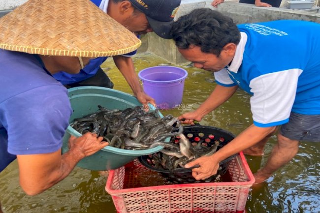 Panen 24 Kg Lele, Lapas Brebes Cetak Warga Binaan Produktif dan Berdaya Saing