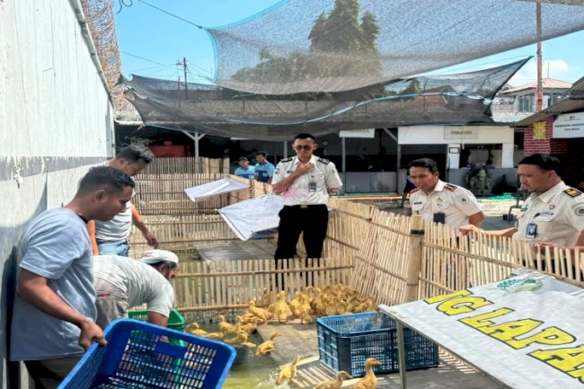 Dukung Ketahanan Pangan, Lapas Mojokerto Lepas Itik ke Kandang Pembesaran