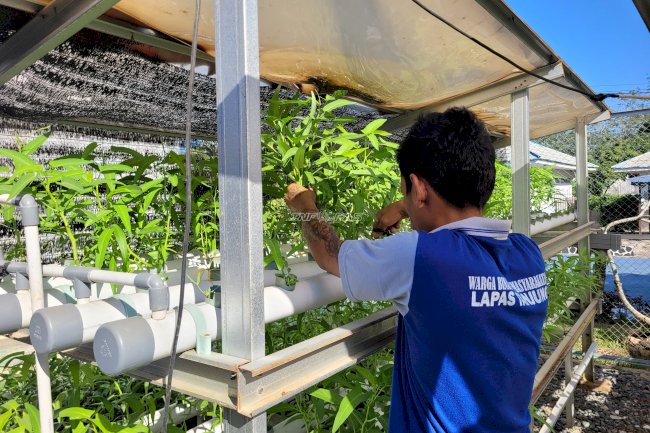 Lapas Tanjung Panen 15 Kilogram Kangkung Hidroponik Hasil Pembinaan Warga Binaan
