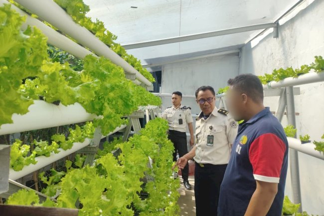 Lapas Wahai Perkuat Kemandirian Pangan lewat Budidaya Tomat dan Selada